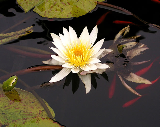 photo 54 - lotus